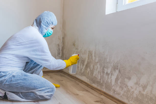 Licensed Black Mold Removal service in Perryville, MD - WQB Mold Removal