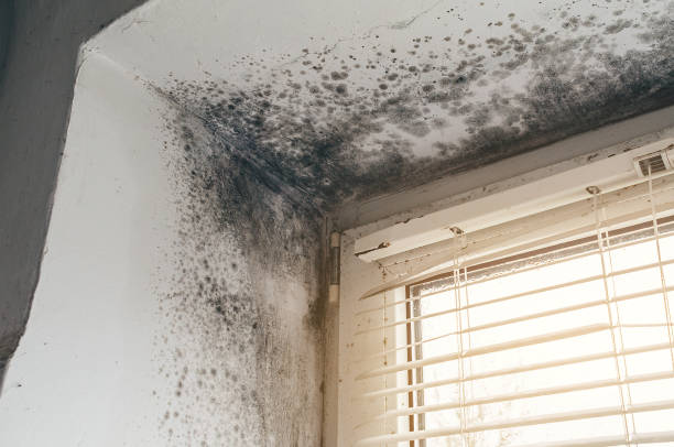 Affordable Black Mold Removal solutions in Perryville, MD
